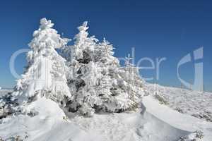 Group of small fir trees covered by snow