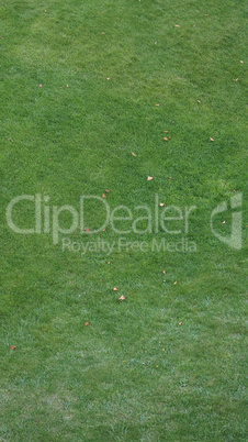 Green grass texture background - vertical