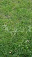 Green grass meadow background - vertical
