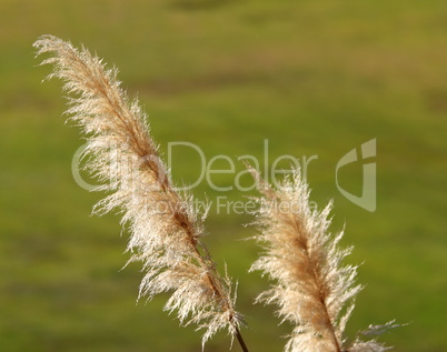 Pampas Grass