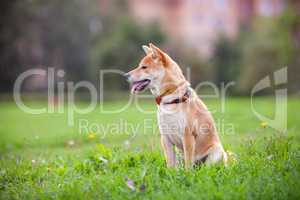 A young shiba inu sits in the park