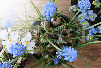 Sunny Spring Flowers, Crocus And Grape Hyacinth