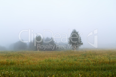 Misty morning in the countryside