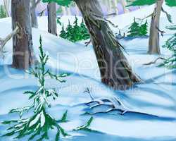 Snowdrifts  in a Winter Forest