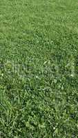 Green grass texture background - vertical