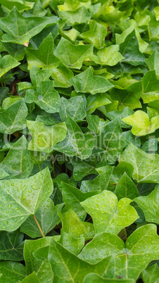 Ivy leaves