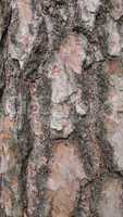 Tree bark