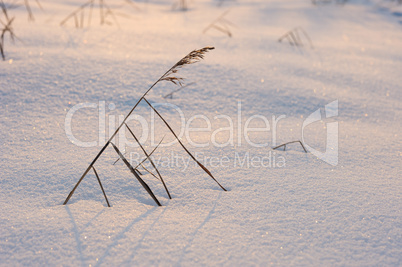 Texture of the snow