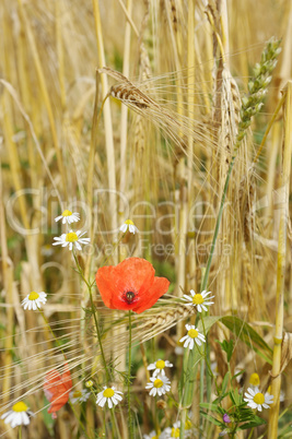 Flowers on grain field