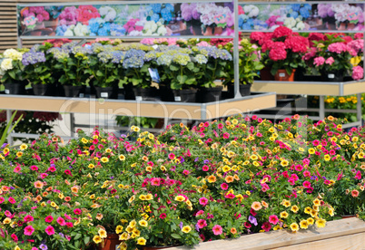 Flowers at a flower shop shelves