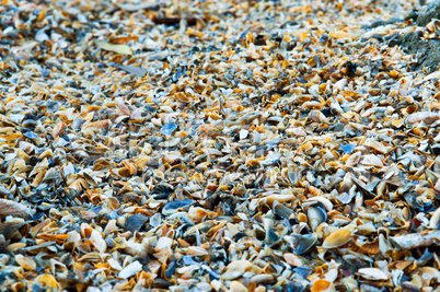 background of small colorful shells
