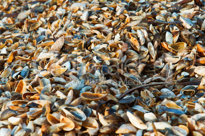 background of small colorful shells