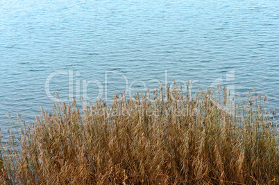 dry grass in the pond