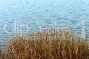 dry grass in the pond