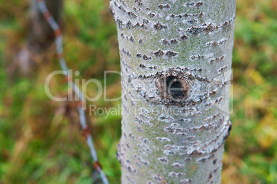 the trunk of the tree, as if the eyes of nature