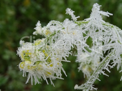 Blüten vom Raps mit Raureif