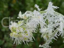 Blüten vom Raps mit Raureif