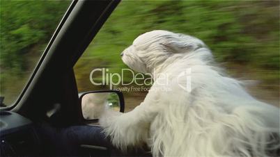 White Dog Peeking Through the Window of a Moving Car