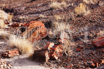 Petrified-Forest-National-Park, Arizona, USA
