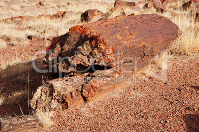 Petrified-Forest-National-Park, Arizona, USA