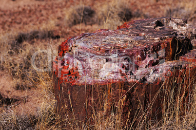 Petrified-Forest-National-Park, Arizona, USA