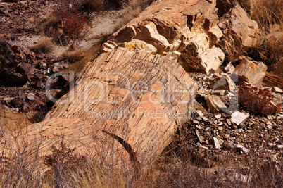 Petrified-Forest-National-Park, Arizona, USA