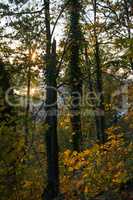 Herbstwald