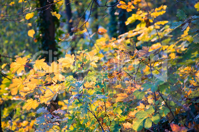 Herbstwald