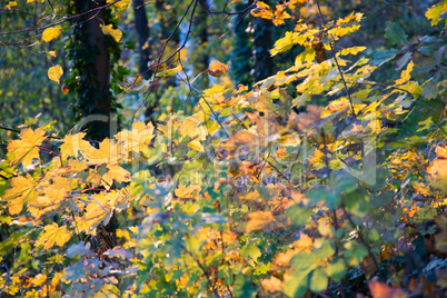 Herbstwald