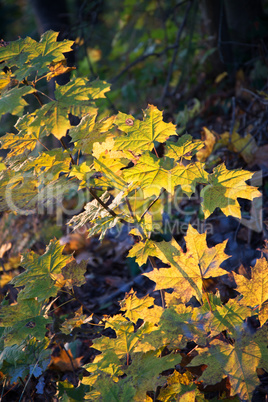 Herbstwald