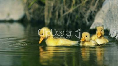 Ducklings swim in a creek