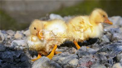 Ducklings are dried on the coast