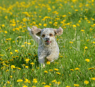 kleiner Hund im Frühling