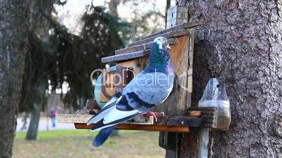pigeon on the feeding-rack seeks the birdseed