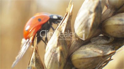 Ladybird walking on panicle of wheat in the macro mode and take off from the top