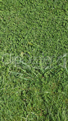 Green grass texture background - vertical