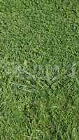 Green grass texture background - vertical