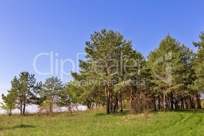 Landscape with pine trees on the edge of the forest.