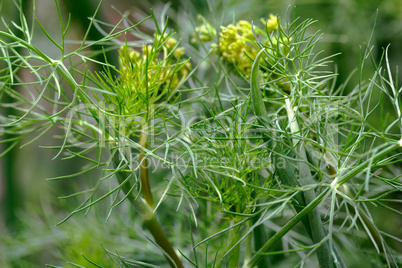 Green onion and dill in the garden