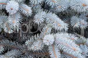 Fluffy branches of a blue spruce.