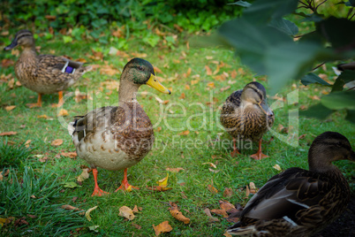 Mallard ducks walk around in a green garden