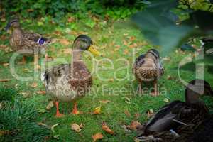 Mallard ducks walk around in a green garden