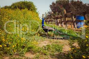 Peacock in the farm