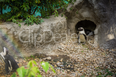 Penguins in cage at the zoo