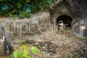 Penguins in cage at the zoo