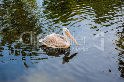 Pelican floating in the lake