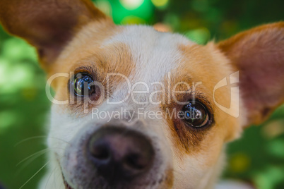 Adorable Jack Russell Terrier dog in the park looking at camera