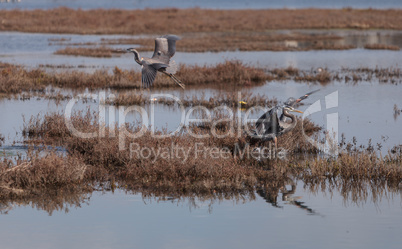 Great blue heron bird, Ardea herodias