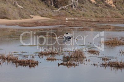 Great blue heron bird, Ardea herodias