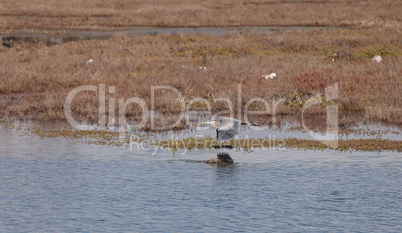 Great blue heron bird, Ardea herodias